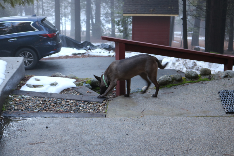 Illustration for article titled A family day with Toby in Yosemite